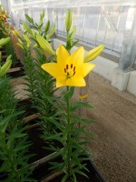 [4022 El Divo No101.JPG]